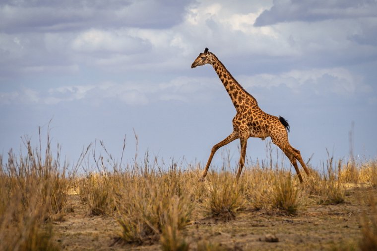 084 Amboseli Nationaal Park.jpg